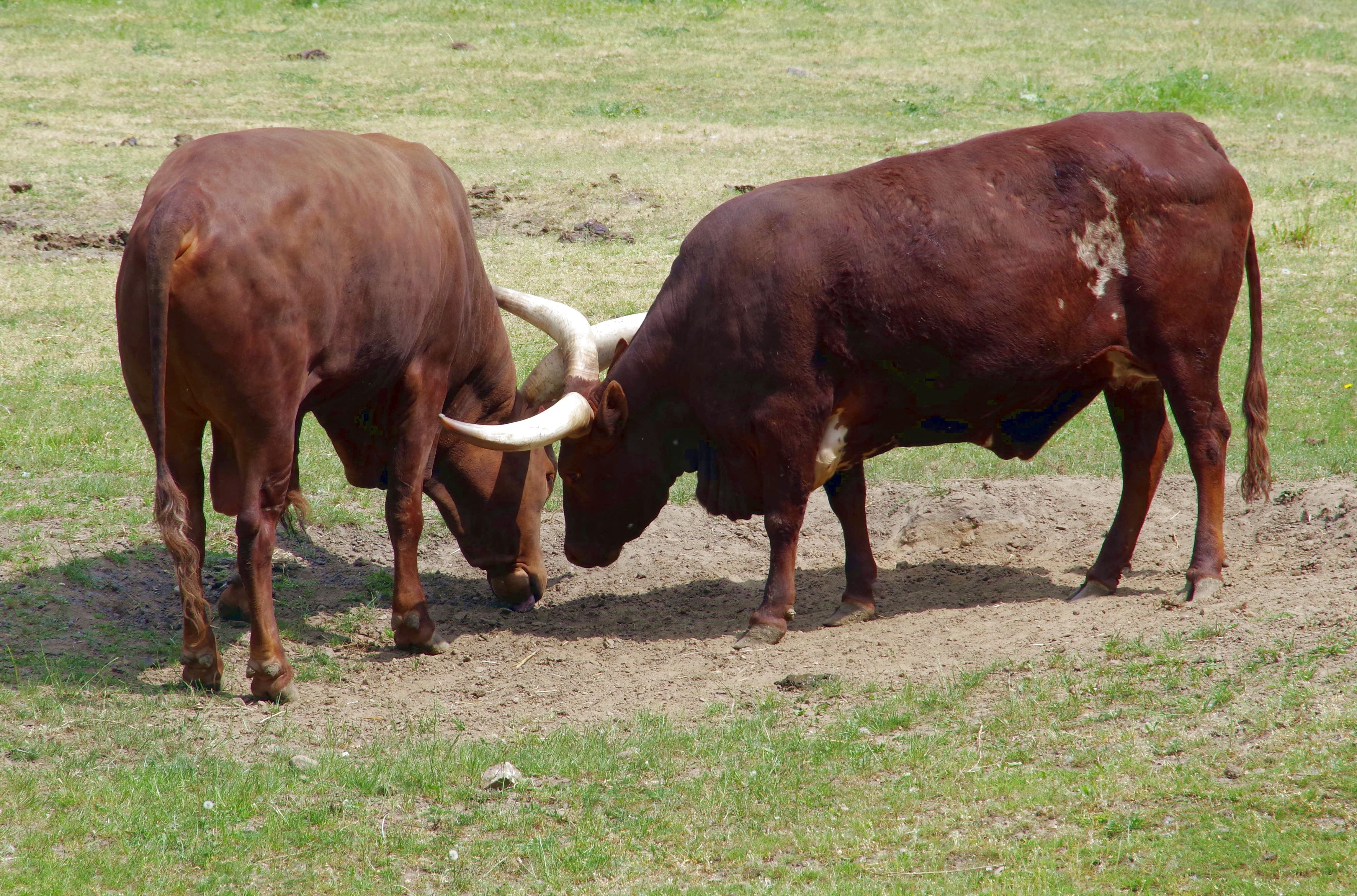 two brown long cattle cow on green grass field during daytime photo