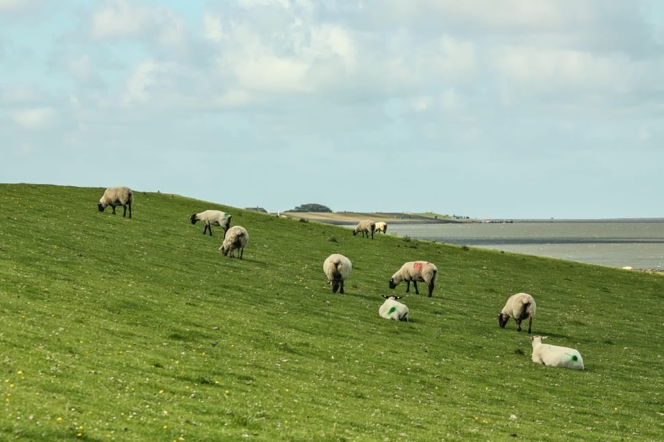 herd of sheep during daytime preview