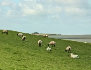 herd of sheep during daytime thumbnail
