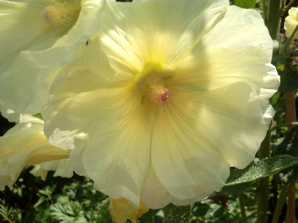 white and yellow hollyhock preview