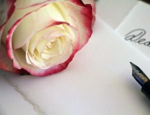 white rose flower and fountain pen thumbnail