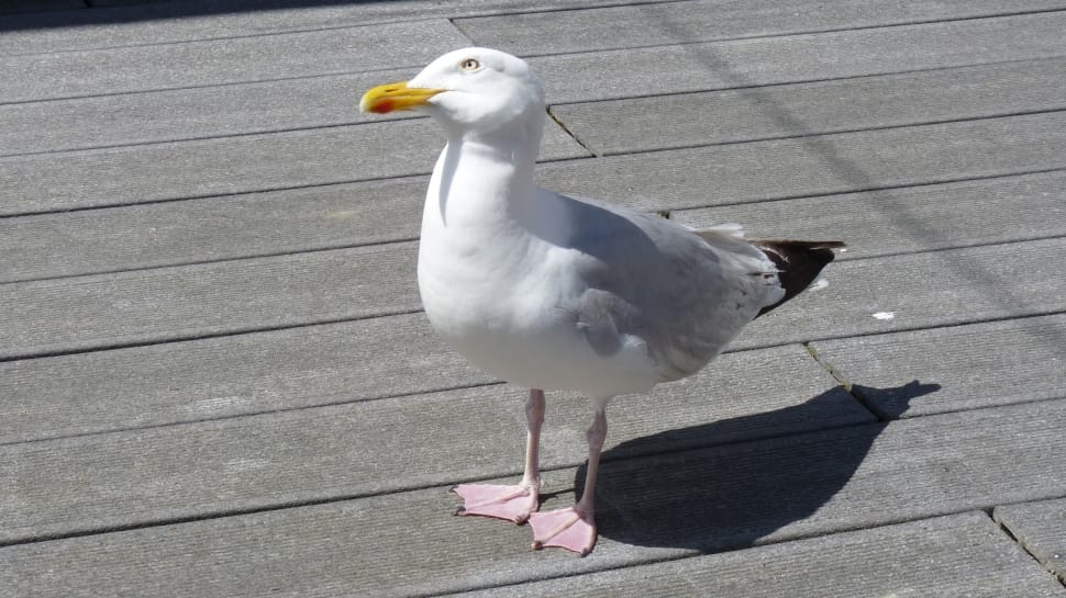 herring gull preview