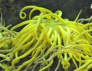 yellow sea creature thumbnail