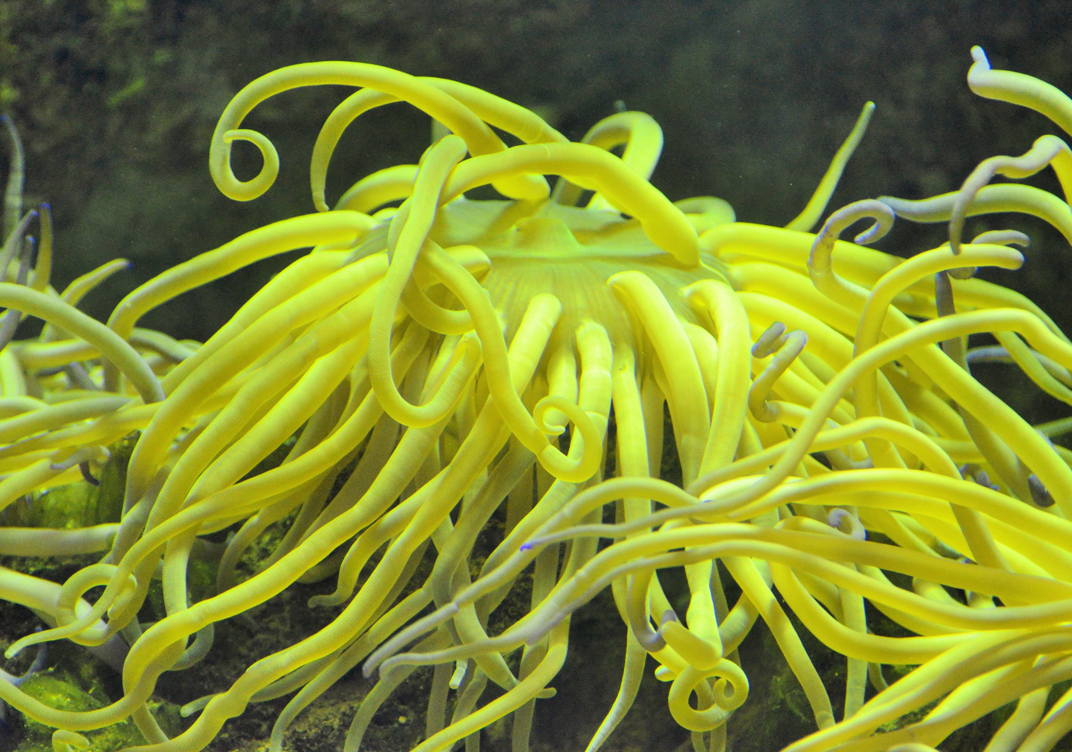 yellow sea creature