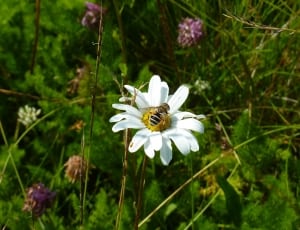 bumblebee and white flower thumbnail