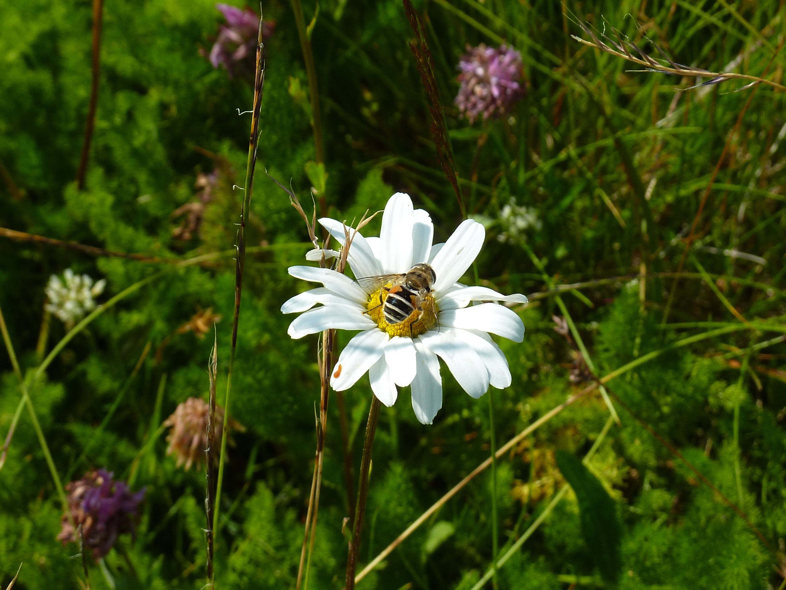 bumblebee and white flower