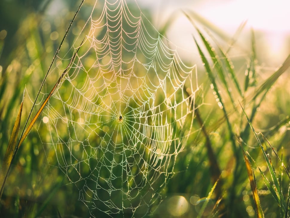 spider web on green grass preview