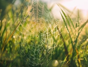 spider web on green grass thumbnail