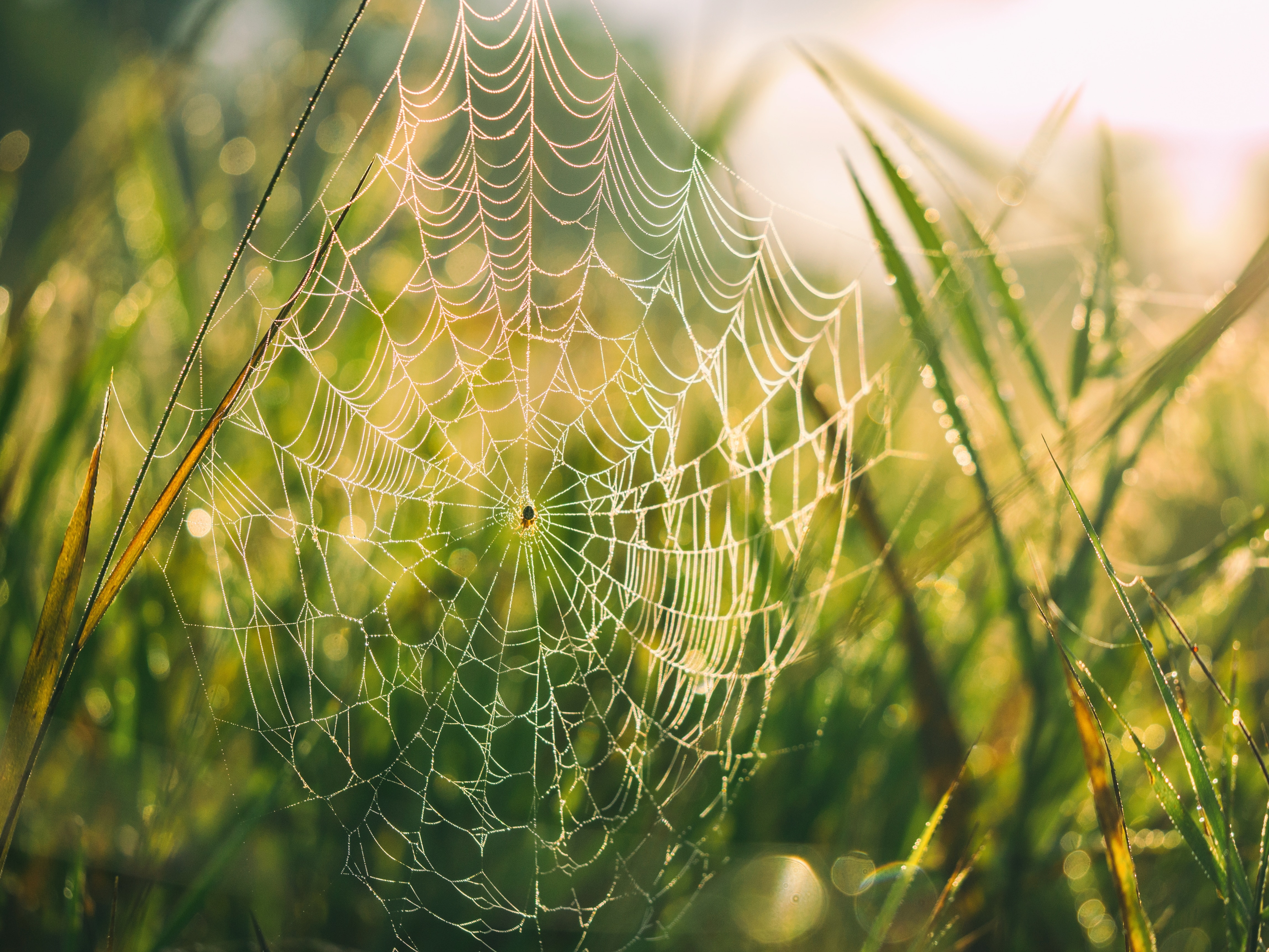 spider web on green grass