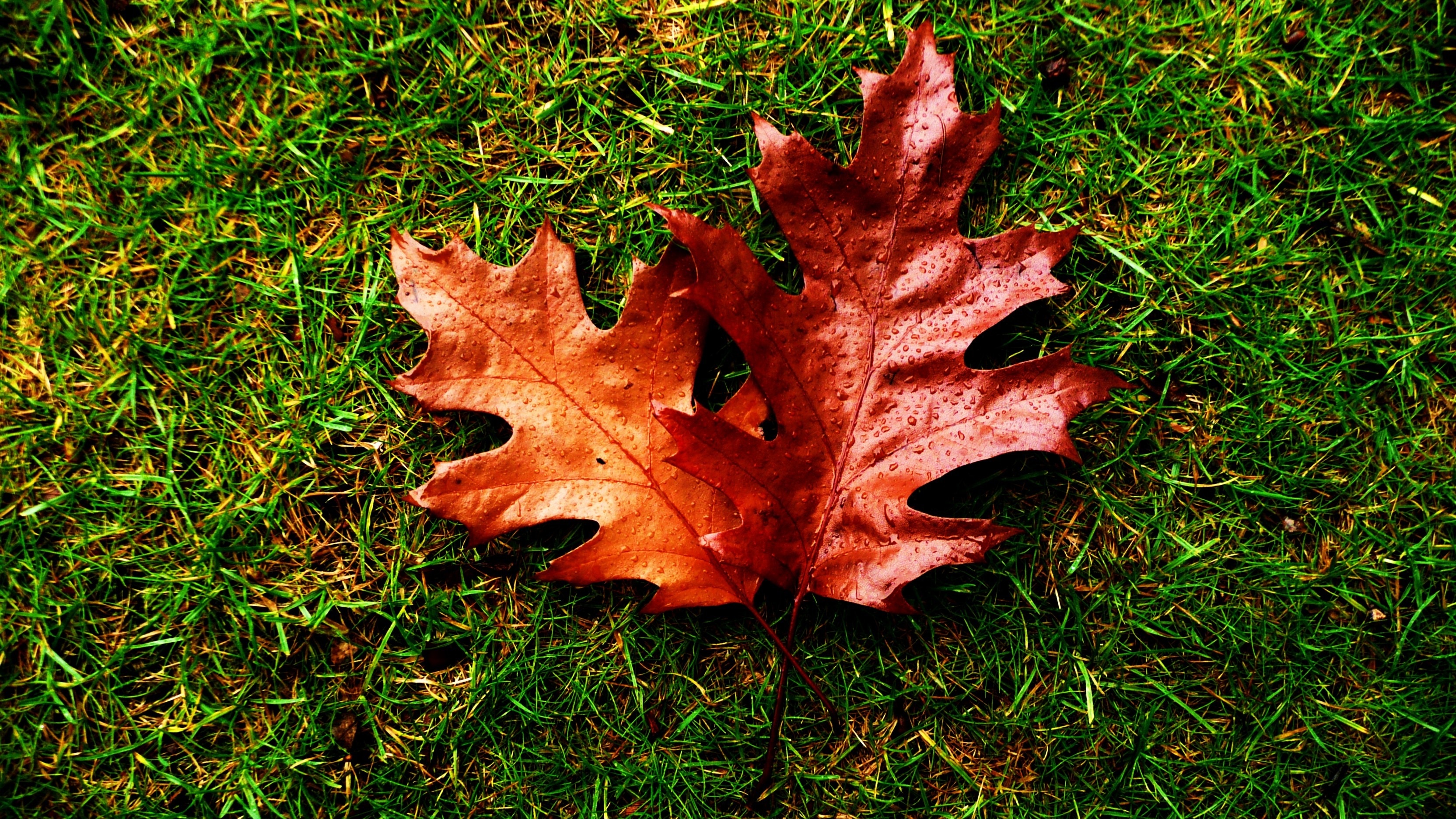 brown leaf tree