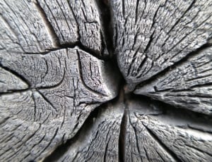 gray rotten wood part thumbnail