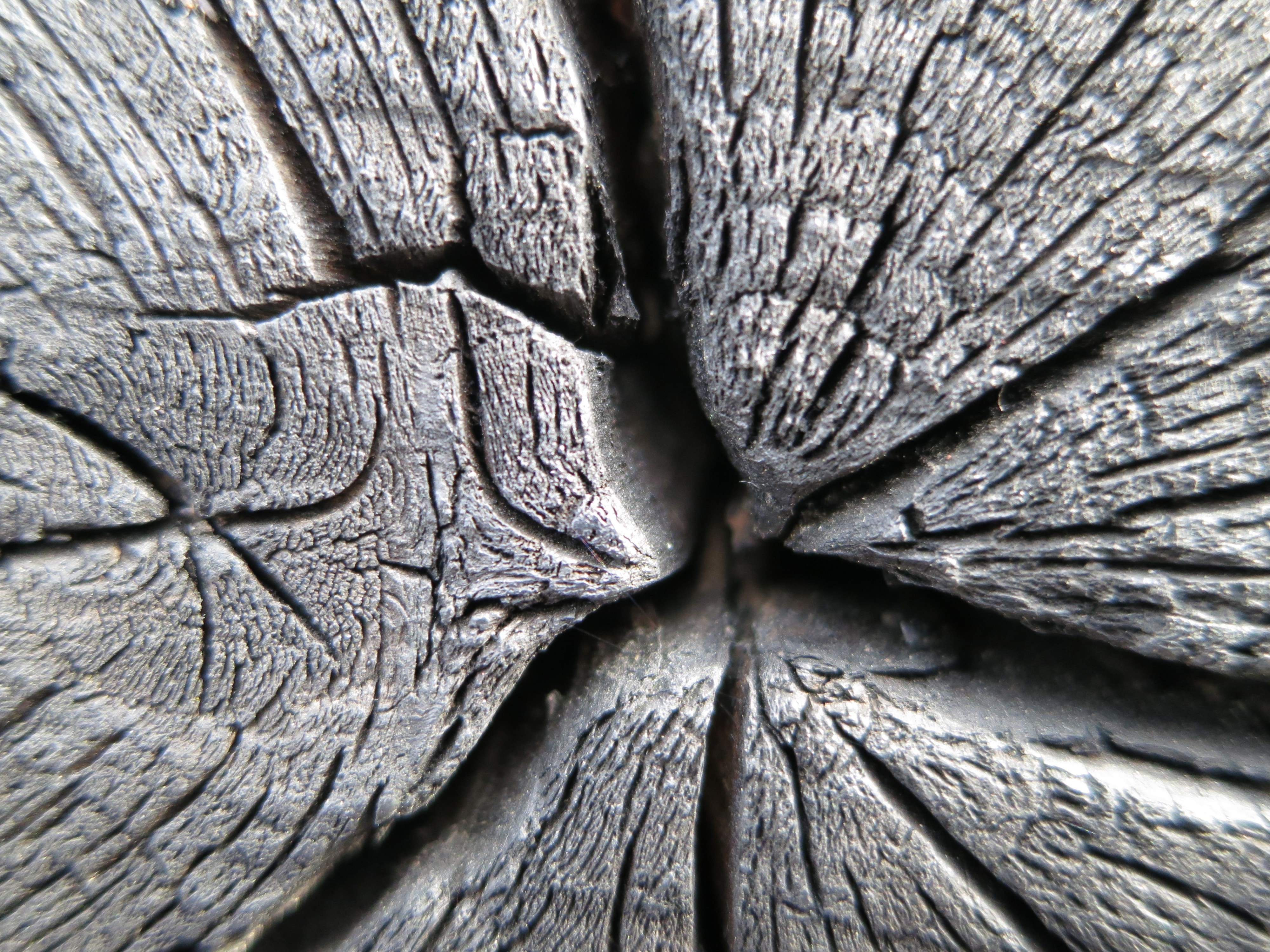 gray rotten wood part