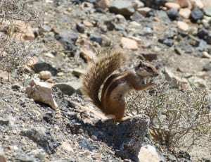 brown and beige squirrel thumbnail