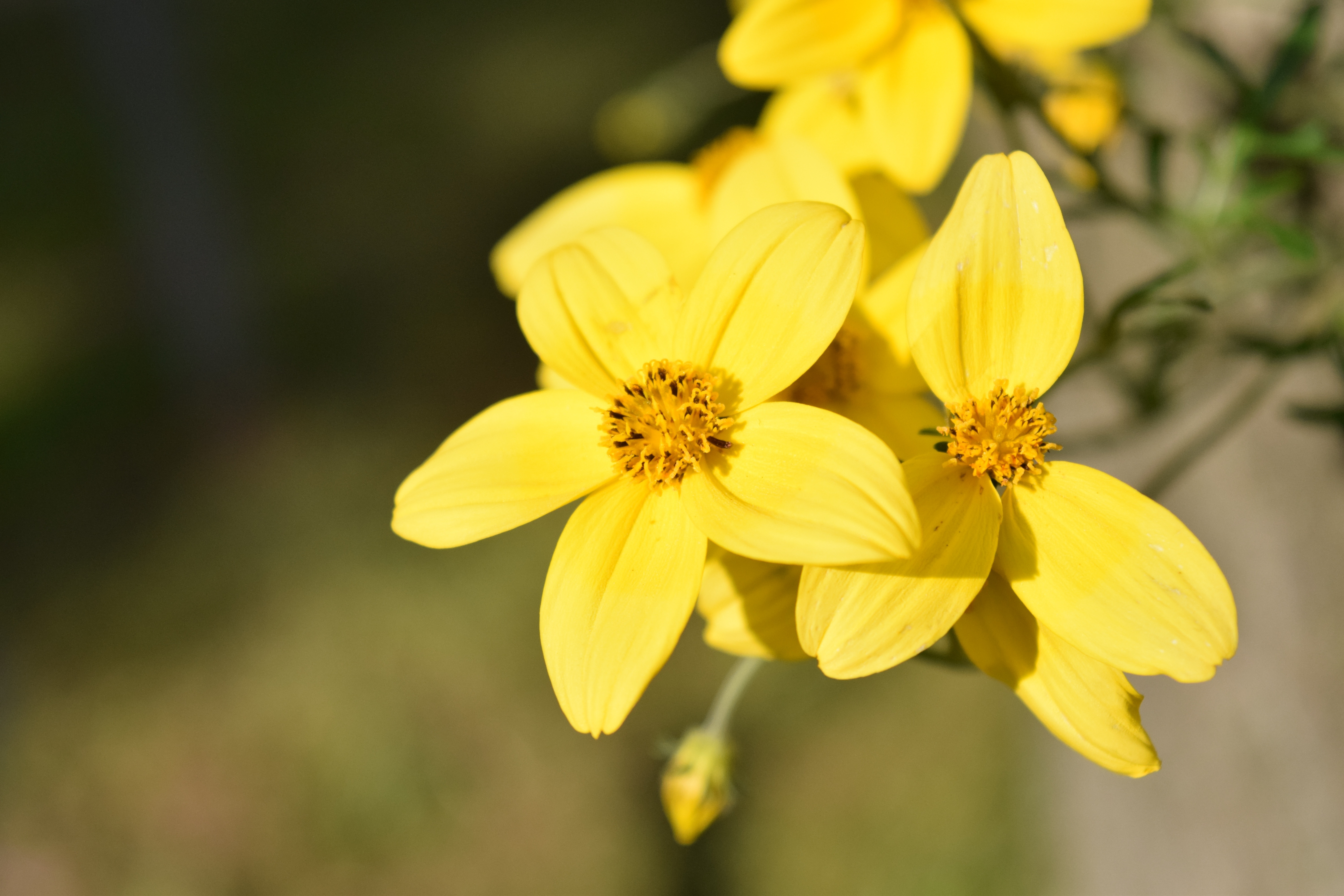 yellow and brown flower