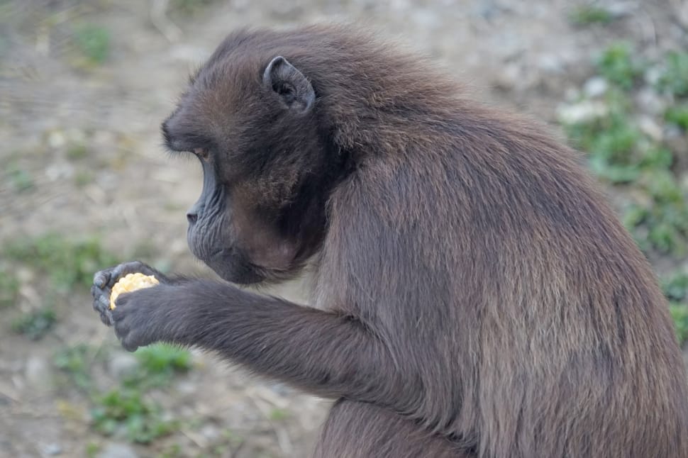 brown monkey preview