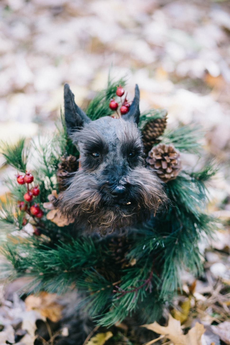 black and gray long coated small dog with green wreath preview