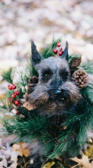 black and gray long coated small dog with green wreath thumbnail