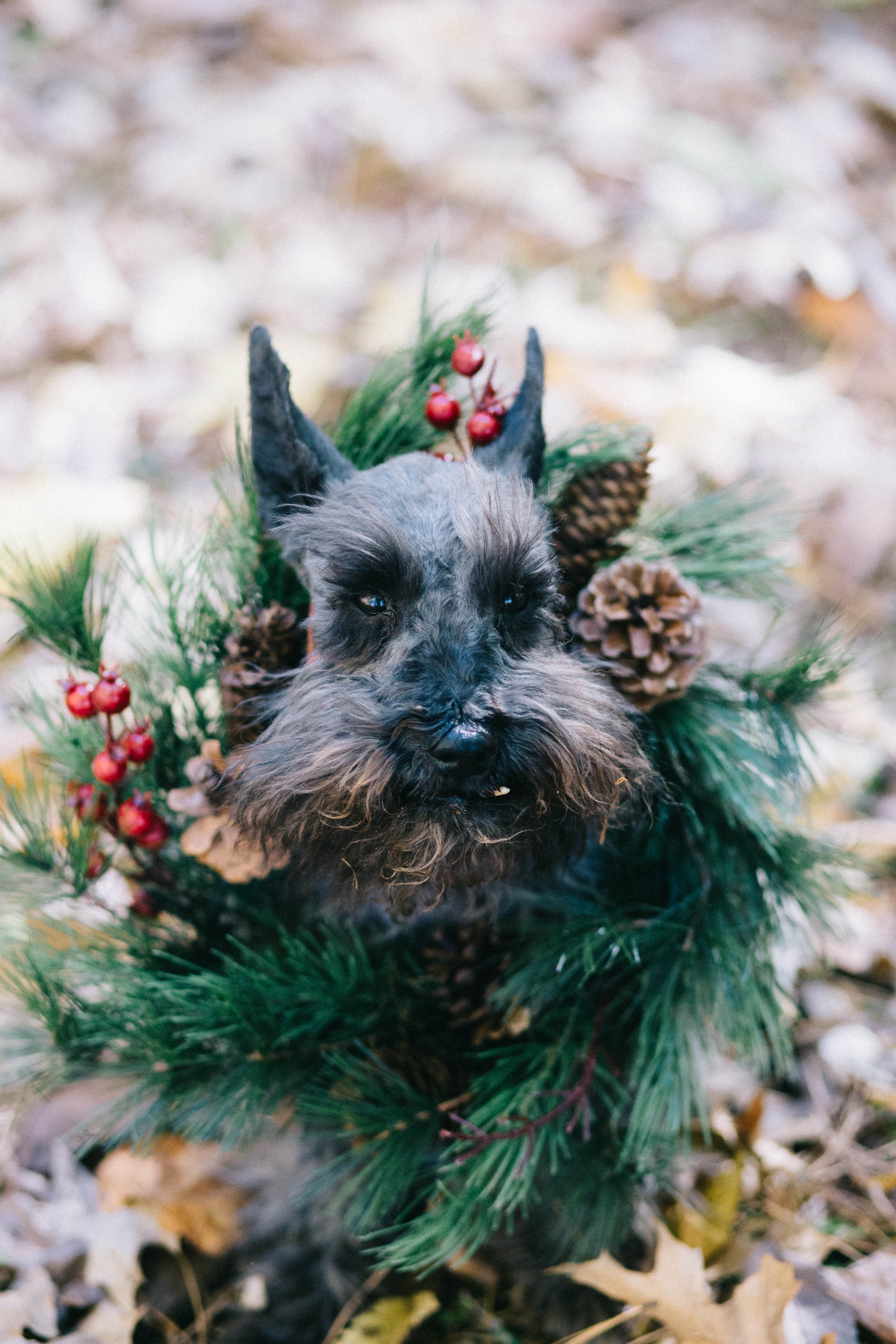 black and gray long coated small dog with green wreath