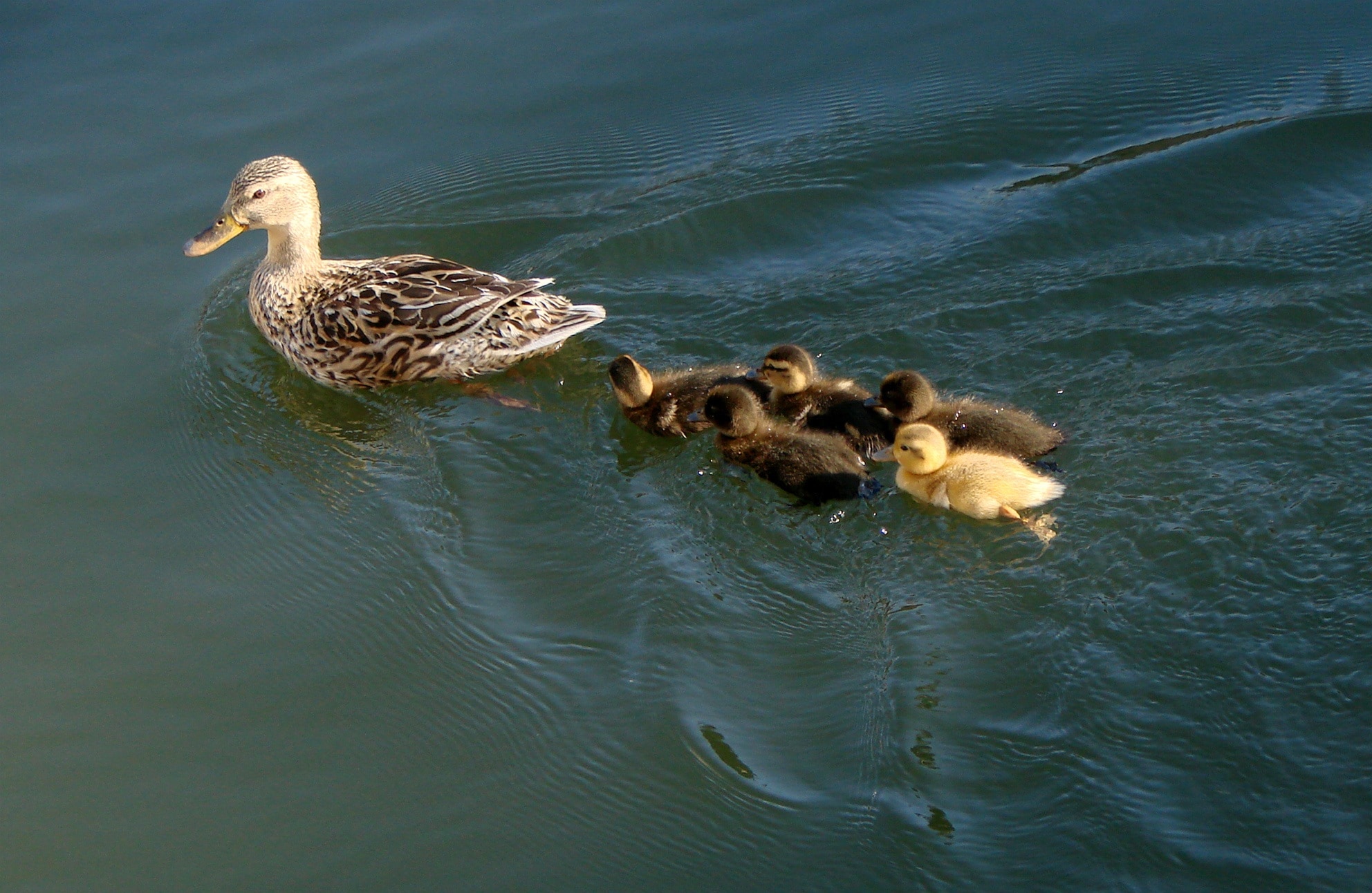 Ducks, Mother, Ducklings, Babies, Family, young bird, water