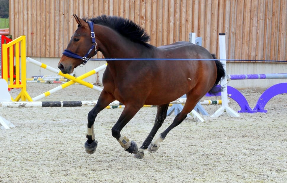 black and brown stallion preview