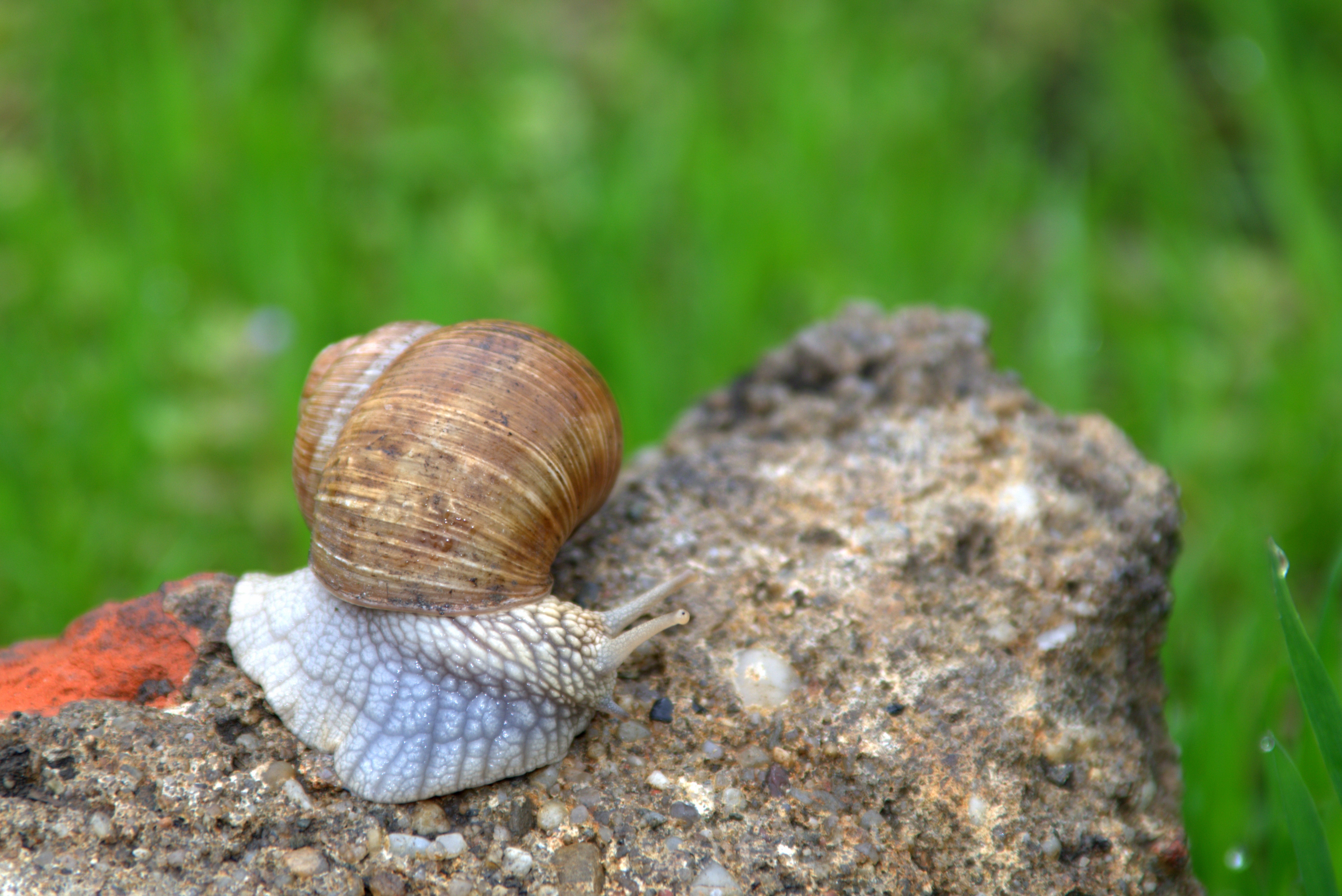 white brown snail