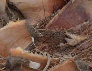 brown nest thumbnail