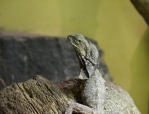 Frill Necked Lizard, Lizard, Reptile, one animal, animals in the wild thumbnail