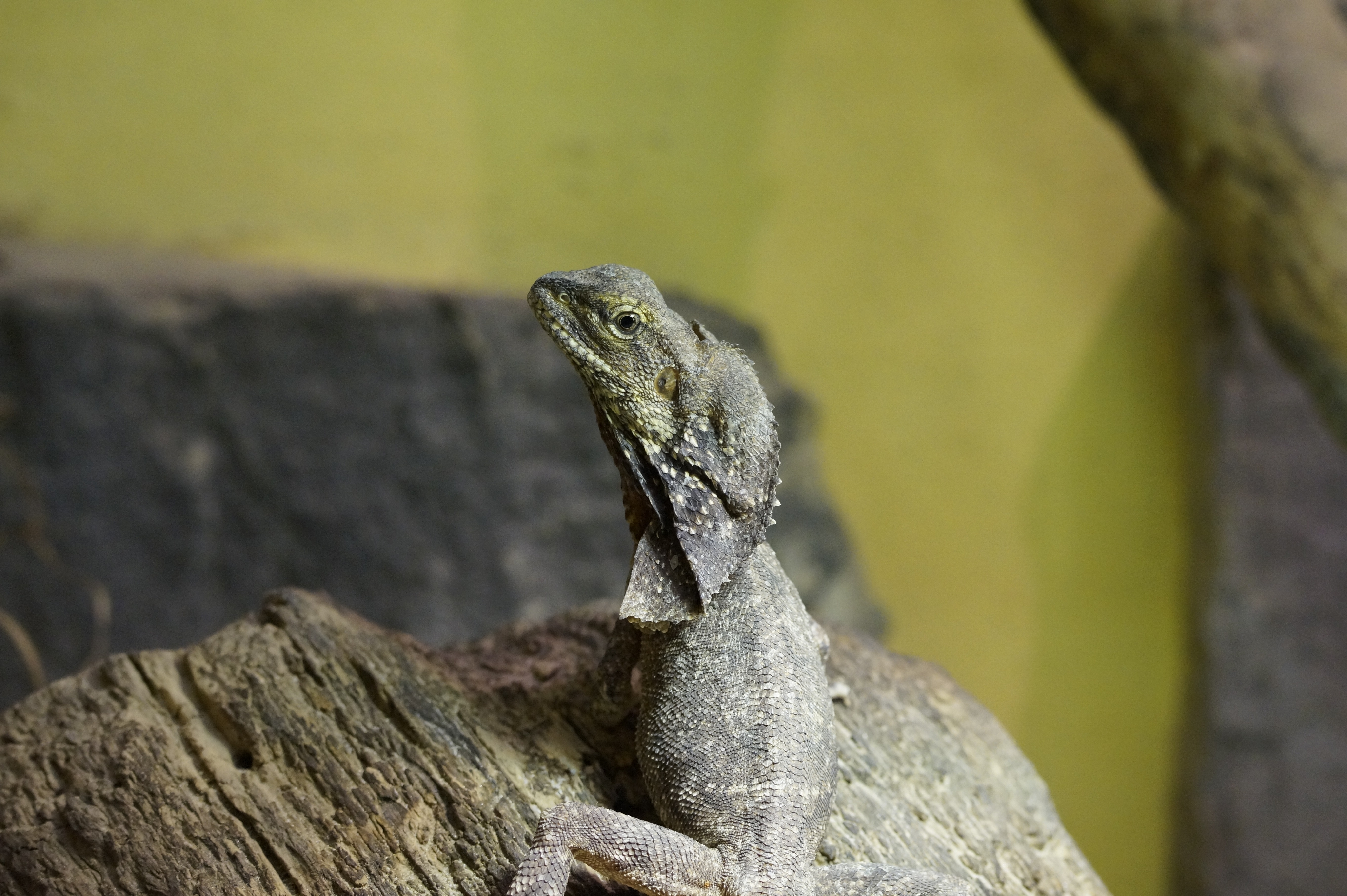 Frill Necked Lizard, Lizard, Reptile, one animal, animals in the wild