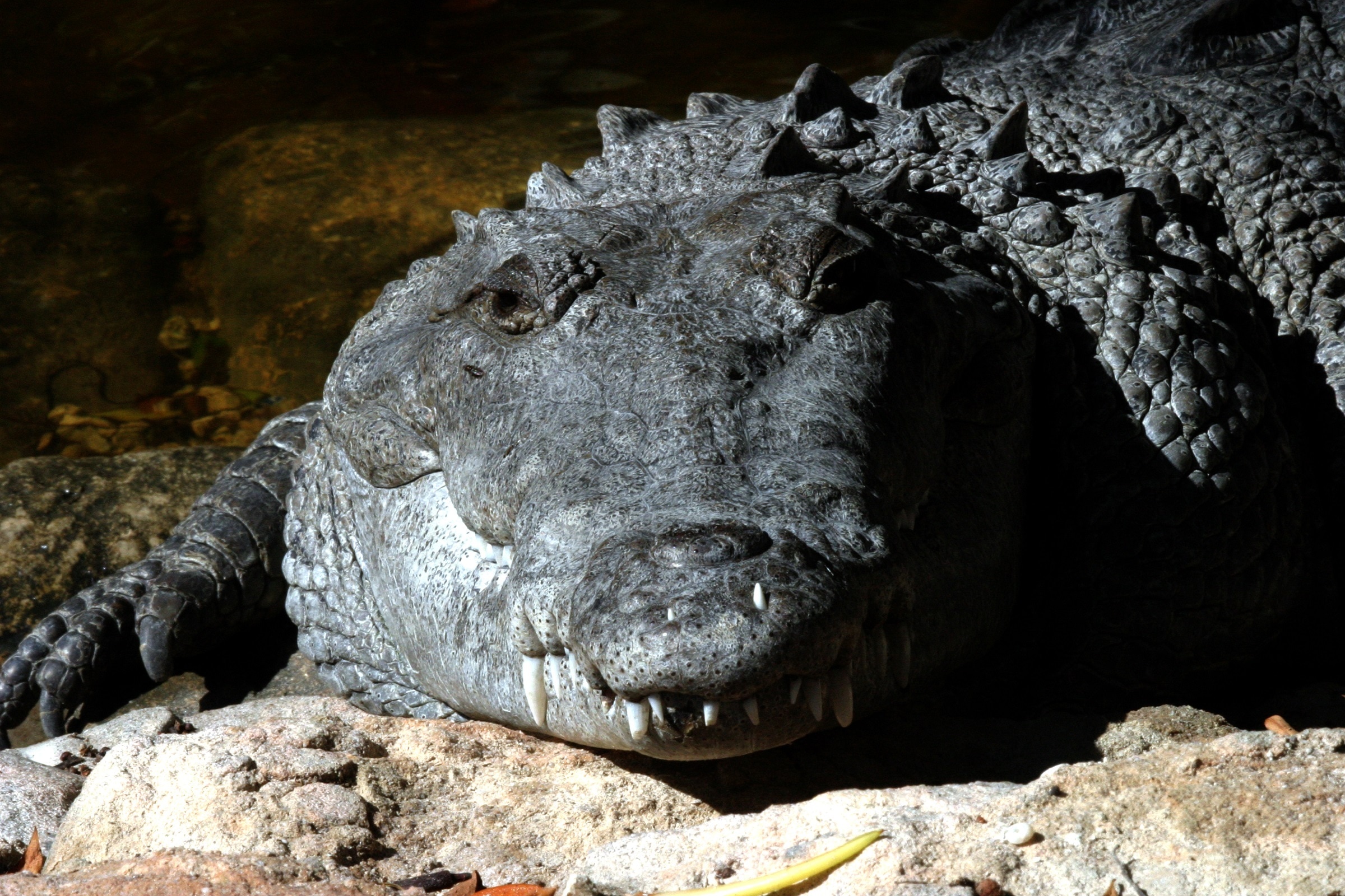 gray crocodile