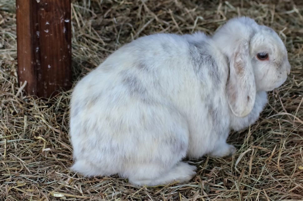 white and gray rabbit preview