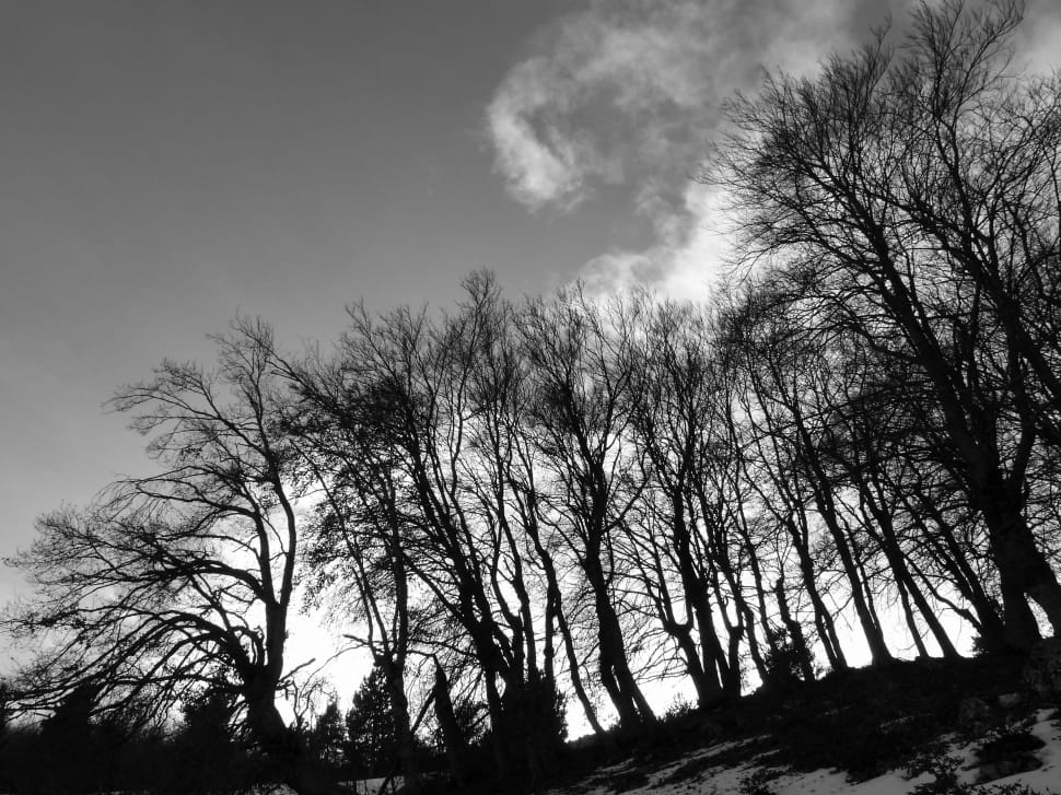 greyscale photo of bare trees preview