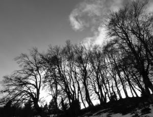 greyscale photo of bare trees thumbnail