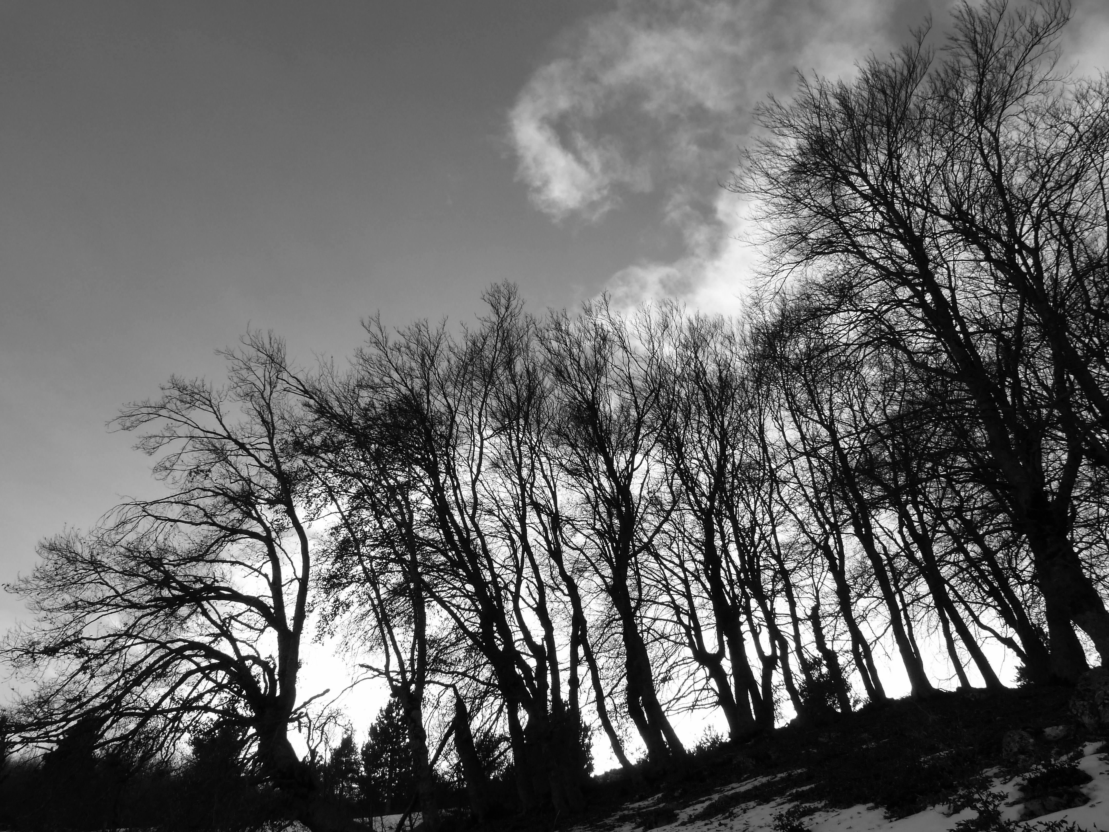 greyscale photo of bare trees