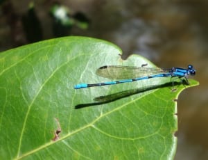 blue dragonfly thumbnail
