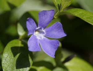 purple 5-petaled flower on selective focus photography thumbnail