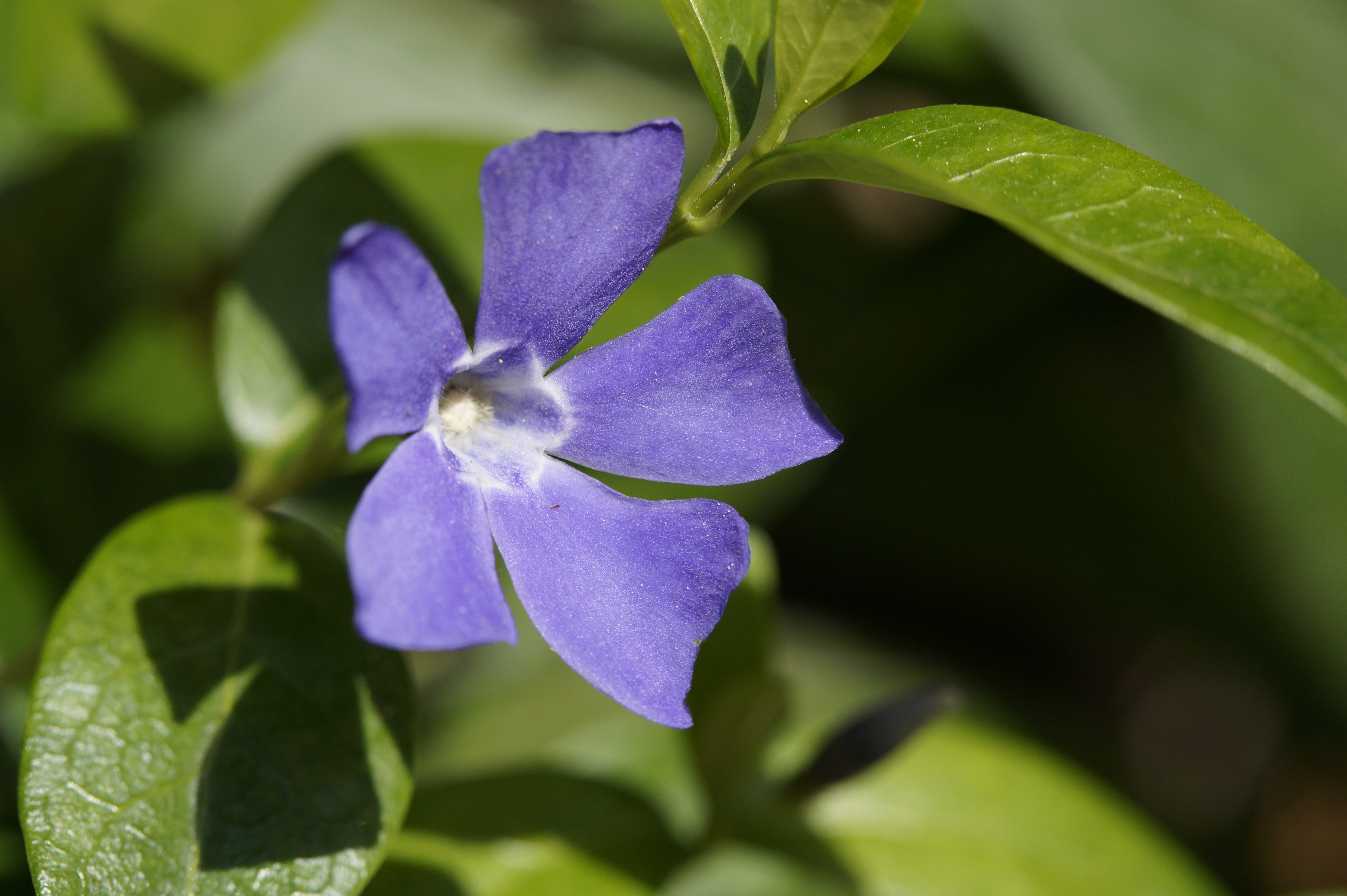 purple 5-petaled flower on selective focus photography