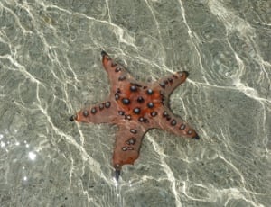brown and black star fish thumbnail