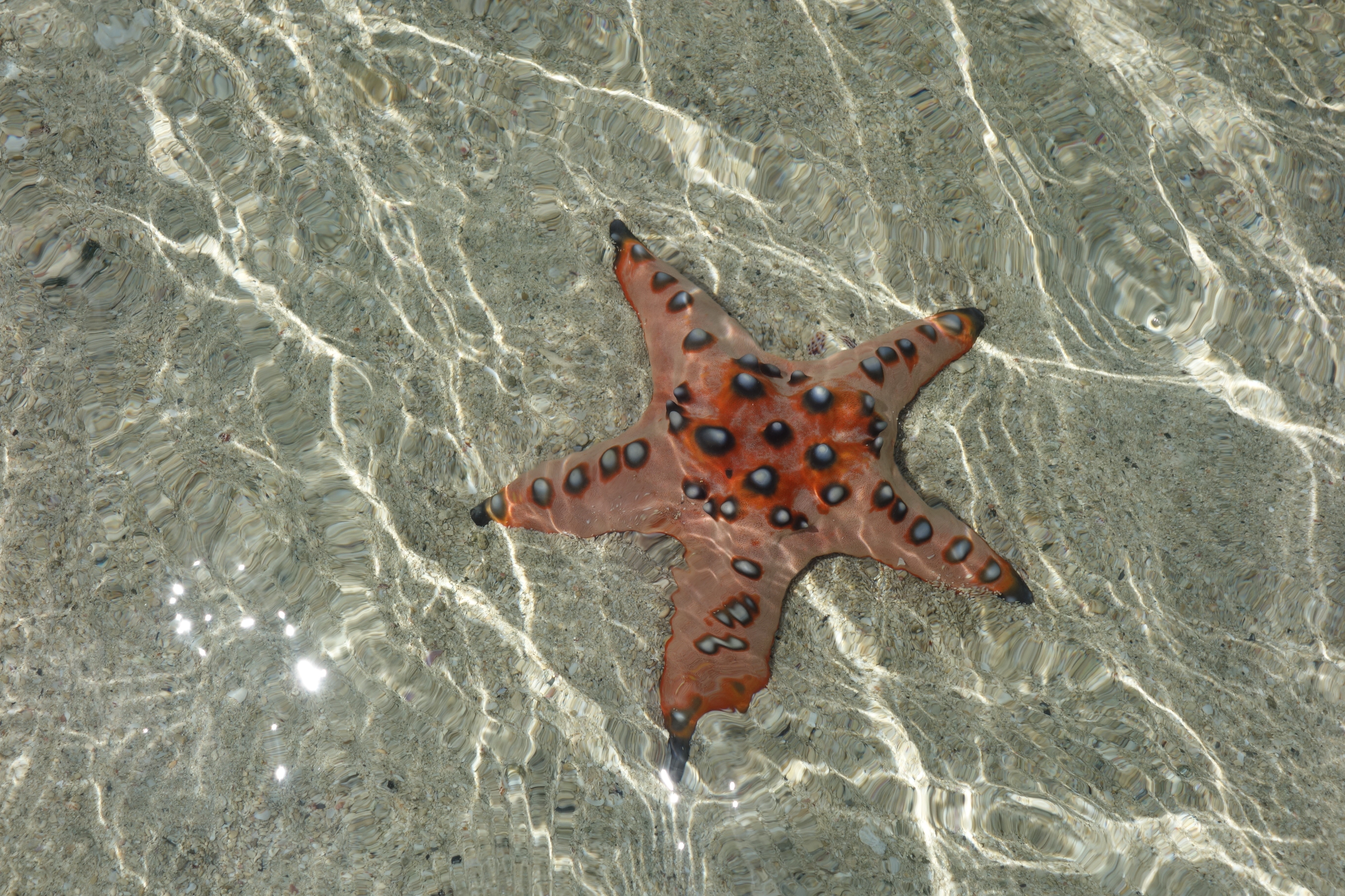 brown and black star fish