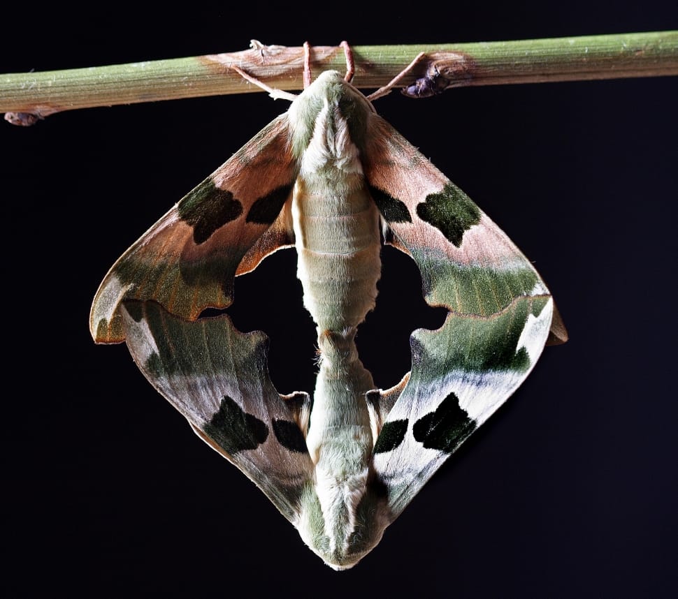download hornworm moths