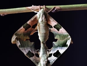 gray and brown female and male moths thumbnail