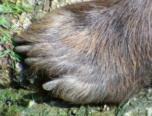 brown fur animal foot thumbnail