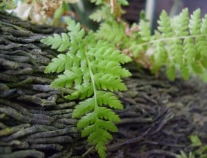 green fern thumbnail