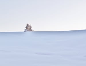 pine tree with snow thumbnail