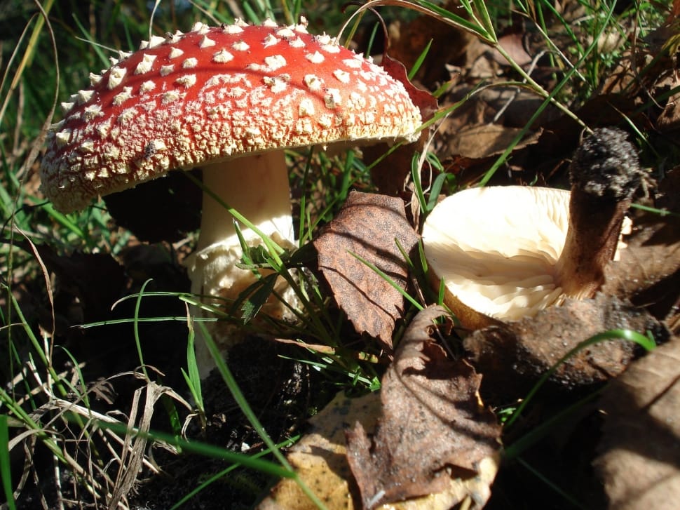 2 fly agaric mushrooms preview