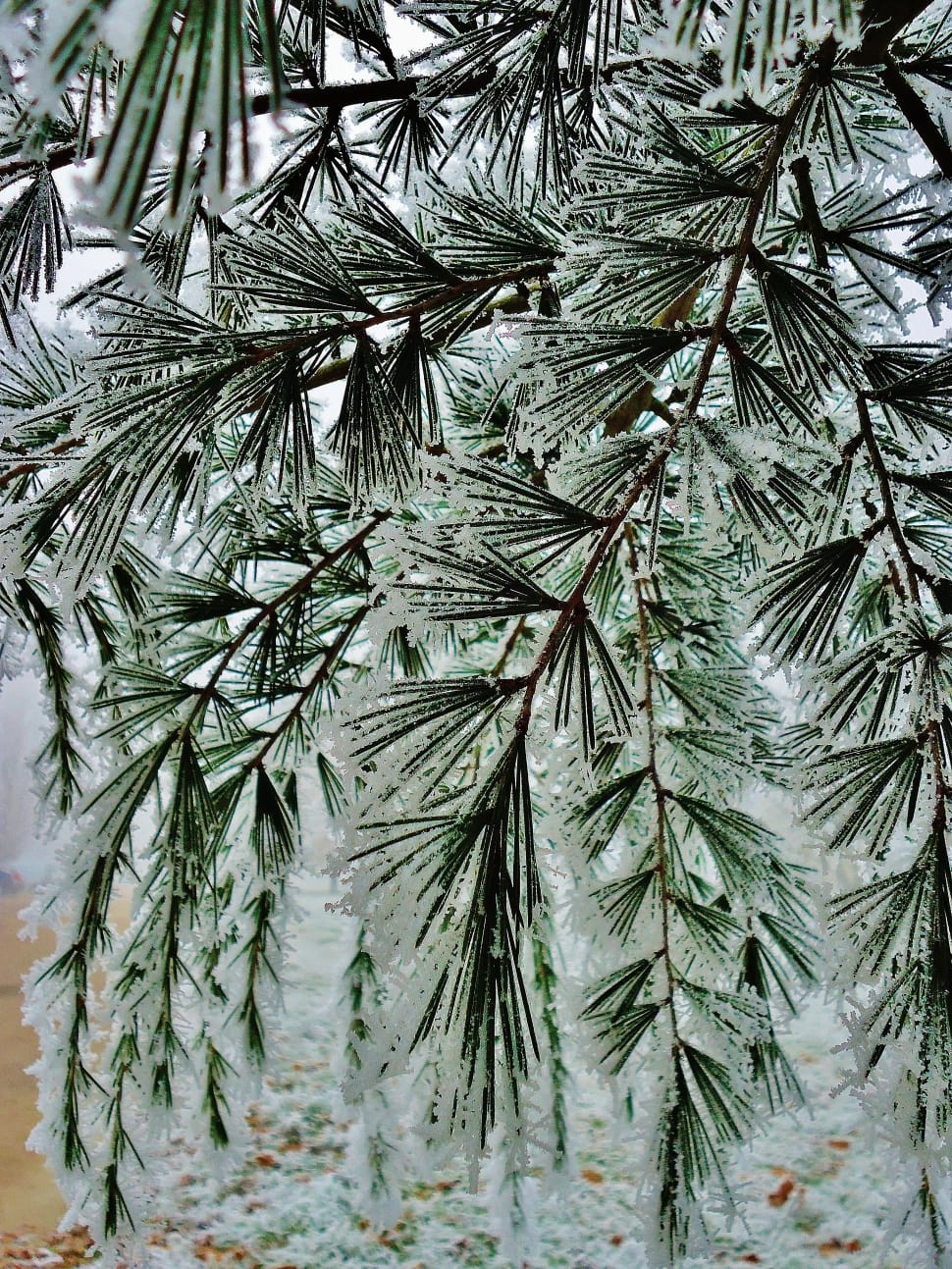 green pine tree filled with snow preview