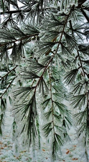 green pine tree filled with snow thumbnail