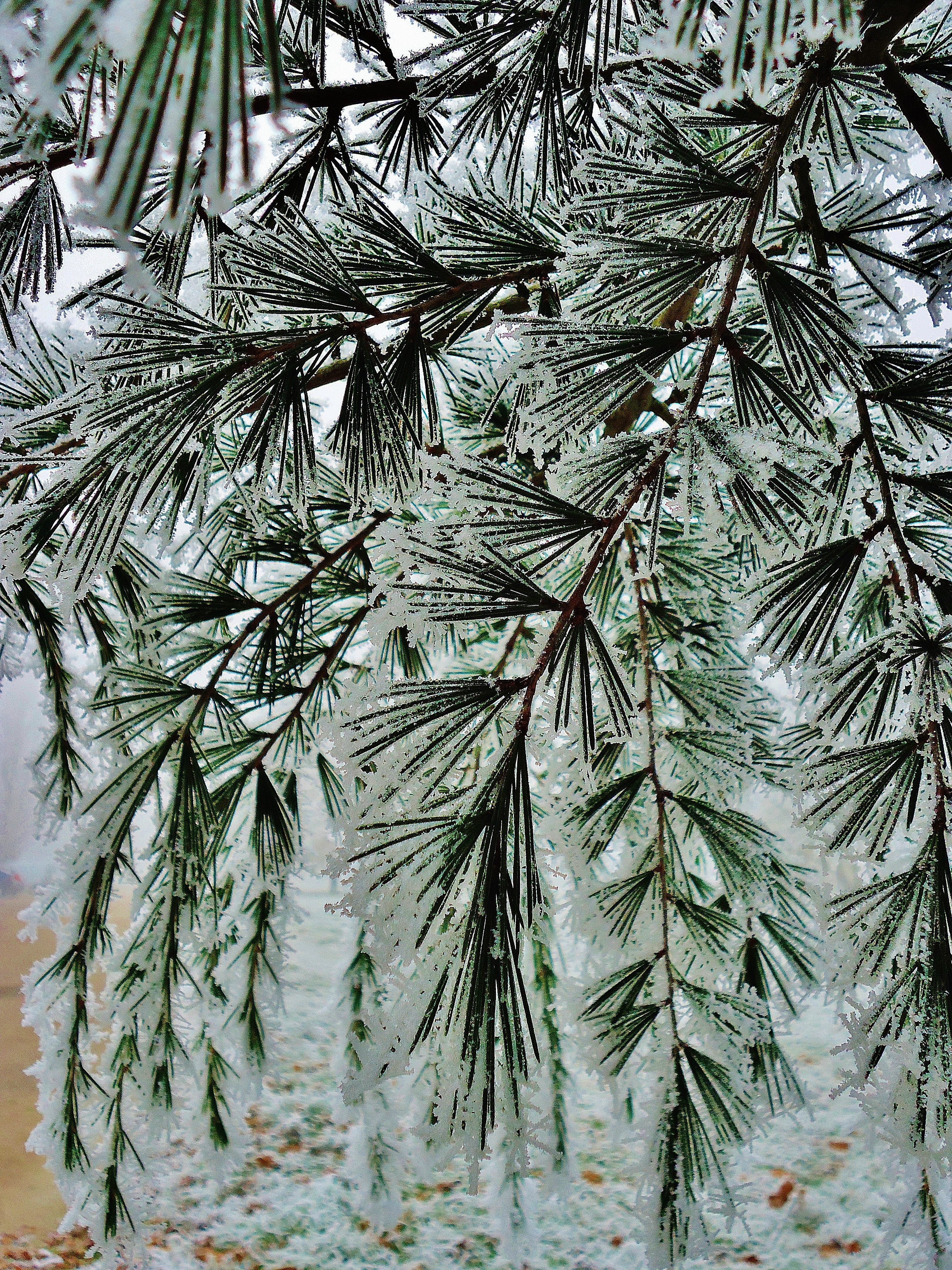 green pine tree filled with snow