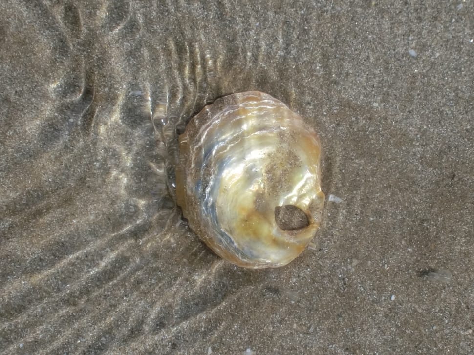 brown and yellow seashell preview