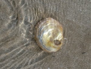 brown and yellow seashell thumbnail