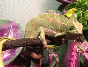 red and green chameleon thumbnail